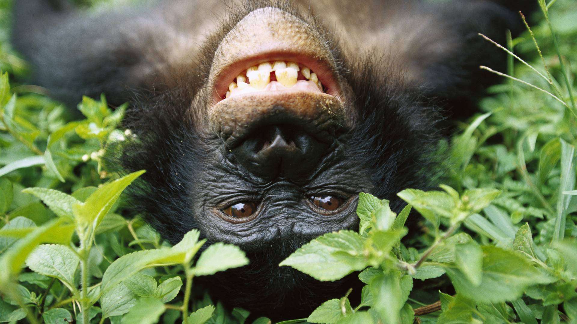 Bonobos - Nos plus proches parents | WWF Suisse